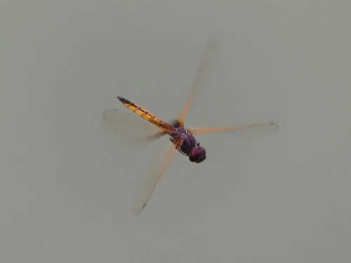 Hyacinth Glider photo 3