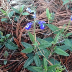 Salvia prunelloides