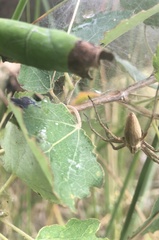 Pisaura mirabilis