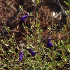 Salvia thymoides