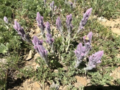 Castilleja schizotricha
