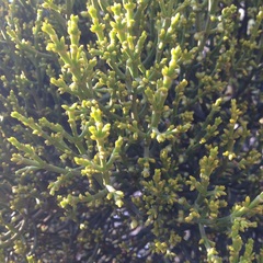 Phoradendron minutifolium