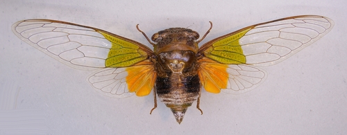Stop Light Cicada