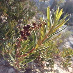 Comarostaphylis polifolia