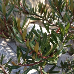 Comarostaphylis polifolia