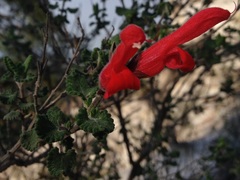 Salvia oaxacana