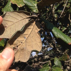 Quercus crassifolia