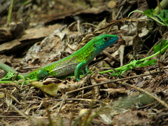 Cnemidophorus ruatanus