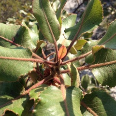 Arbutus bicolor