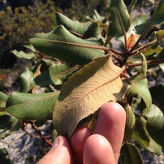 Arbutus bicolor