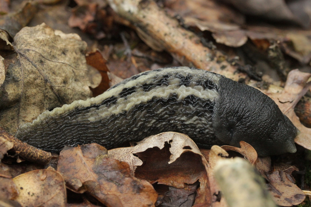 Limacoidea