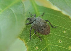 Isorhinus undatus