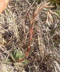 Echeveria heterosepala