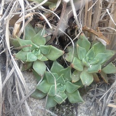 Echeveria heterosepala