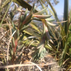 Echeveria heterosepala
