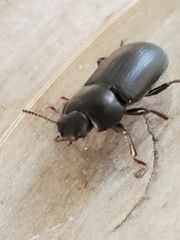 Opatroides punctulatus