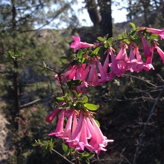 Vesalea floribunda