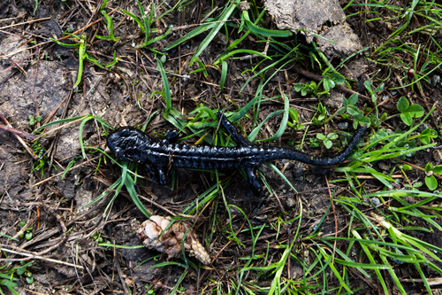 Salamandra lanzai