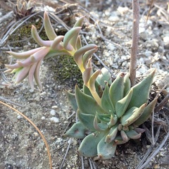 Echeveria heterosepala