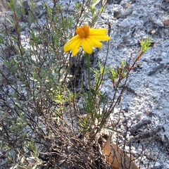 Tagetes linifolia