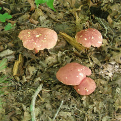 Boletus miniatopallescens
