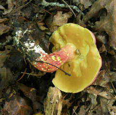 Boletus miniatopallescens