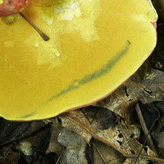 Boletus miniatopallescens