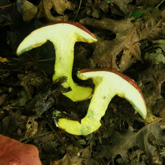 Boletus miniatopallescens
