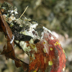 Boletus miniatopallescens