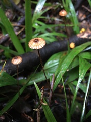 Crinipellis procera