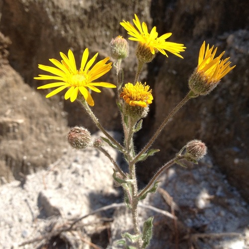 Mexican Arnica