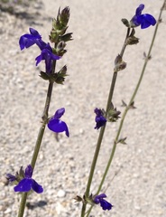 Salvia prunelloides