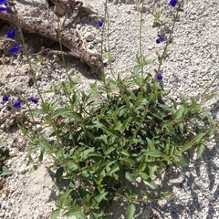 Salvia prunelloides