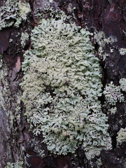 Hypogymnia farinacea