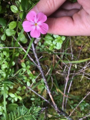 Phlox adsurgens