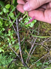 Phlox adsurgens