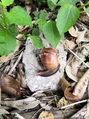 Lissachatina fulica