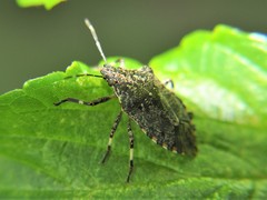 Apateticus lineolatus