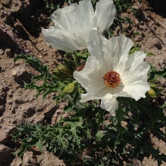 Argemone platyceras