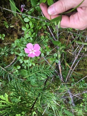 Phlox adsurgens