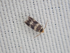 Nepticuloidea