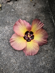 Hibiscus tiliaceus