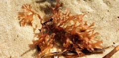 Gelinaria ulvoidea
