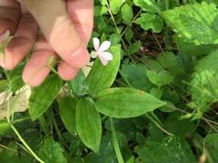 Phlox adsurgens
