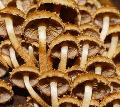 Pholiota squarrosipes