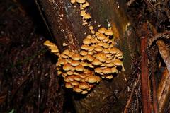 Pholiota squarrosipes