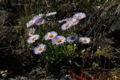 Aster alpinus vierhapperi