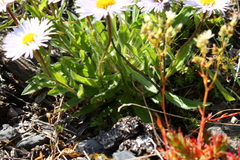 Aster alpinus vierhapperi