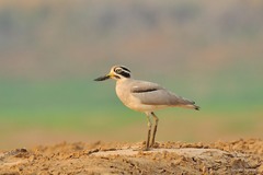 Esacus recurvirostris