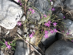 Zeltnera beyrichii